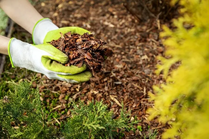 Excellent Mulching in Lowell, MA