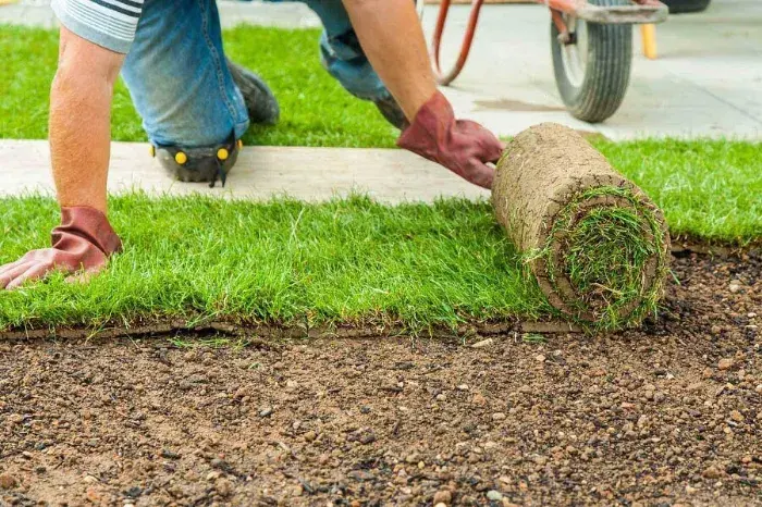 How long after installing sod can you walk on it in Lowell, MA