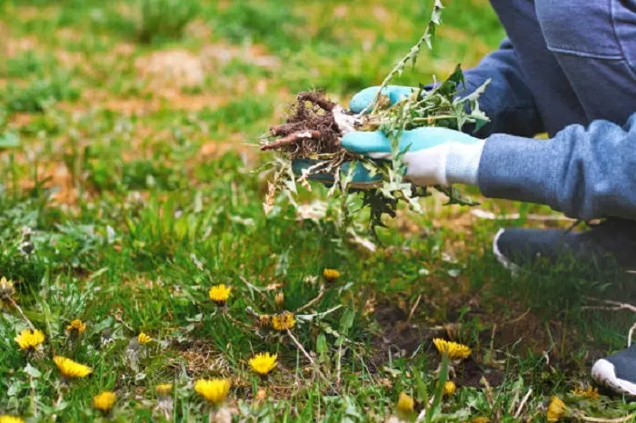 How to clear a yard full of weeds Lowell, MA