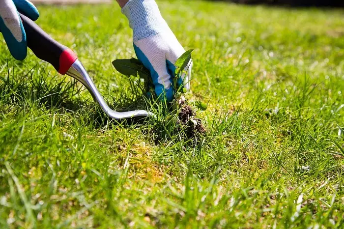 How to clear a yard full of weeds in Lowell, MA